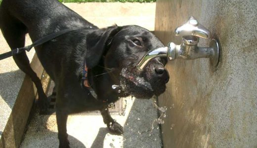 犬にミネラルウォーターは尿結石や下痢の原因？飲み水の問題