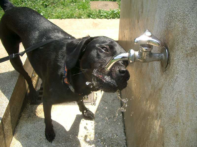 犬が飲む水
