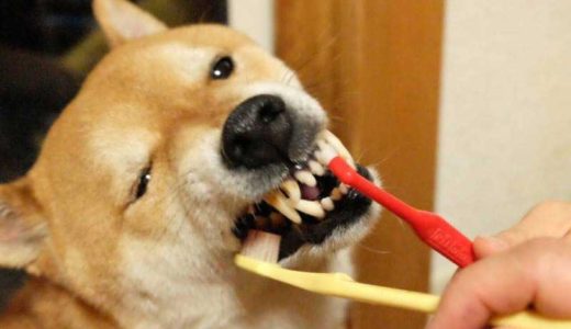 犬に「歯磨き」は本当に必要？意外と簡単、犬の歯磨きの方法とコツ