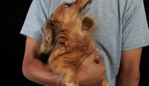 老犬の下痢が心配…続くときは注意が必要？原因や症状、対処法